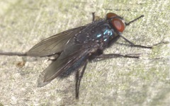 Protocalliphora azurea