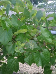 Vitis riparia