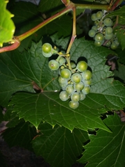 Vitis riparia