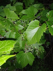 Vitis riparia