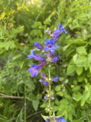Penstemon cyananthus