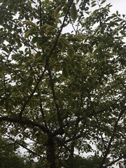 Chionanthus retusus