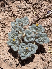 Psathyrotes pilifera