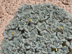 Psathyrotes pilifera