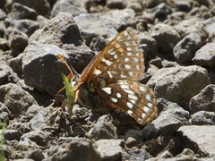 Euphydryas anicia veazieae