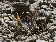 Euphydryas anicia veazieae