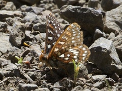 Euphydryas anicia veazieae