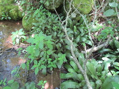 Micranthes micranthidifolia