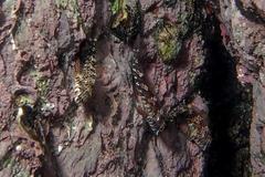 Bellapiscis lesleyae