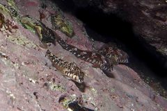 Bellapiscis lesleyae