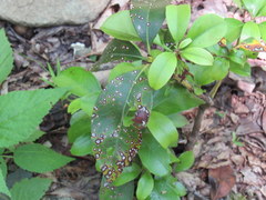 Mycosphaerella colorata