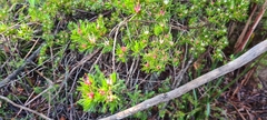Darwinia procera