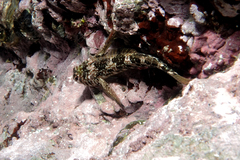 Bellapiscis lesleyae