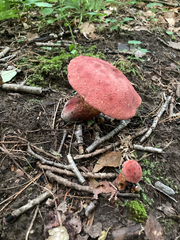 Baorangia