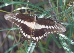 Heraclides ornythion