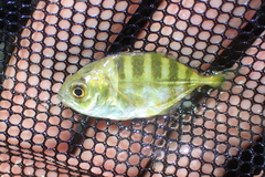 Caranx sexfasciatus
