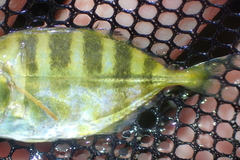 Caranx sexfasciatus