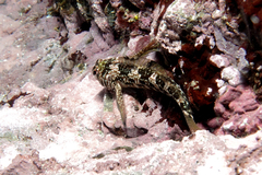 Bellapiscis lesleyae