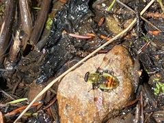 Sericomyia flagrans