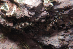 Bellapiscis lesleyae