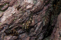 Bellapiscis lesleyae