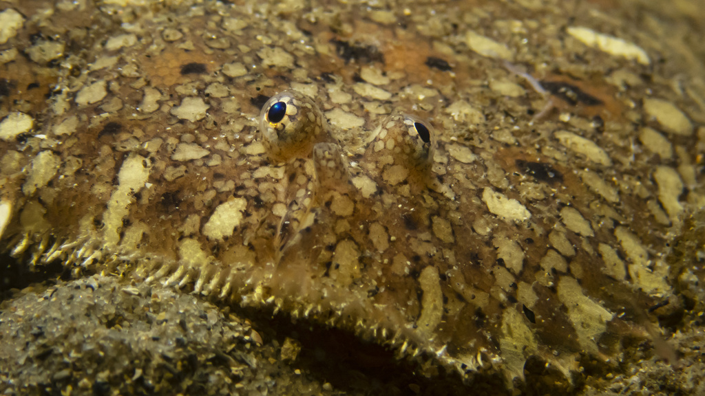 Southern peacock sole (Pardachirus hedleyi) — Soleidae