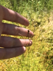 Carex oligosperma