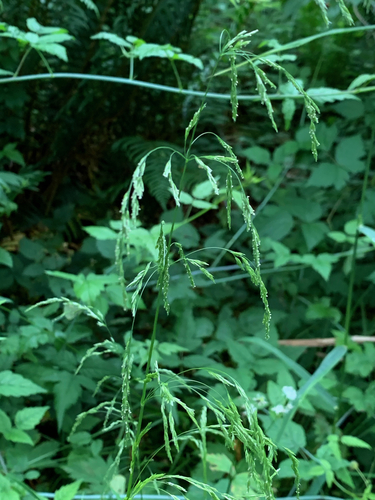 Cinna latifolia iNat (3)