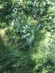 Carex trisperma