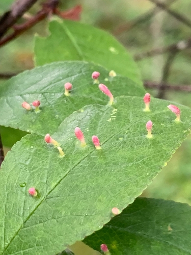 Plum Finger Gall Mite