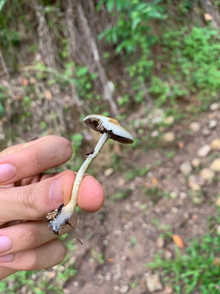 Psilocybe cubensis · July 2020 · photo: © neatropical (iNaturalist, cc-by-nc)