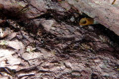 Bellapiscis lesleyae