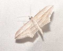 Arcobara multilineata