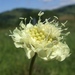 Cream Scabious - Photo (c) Jerzy Opioła, some rights reserved (CC BY-SA)