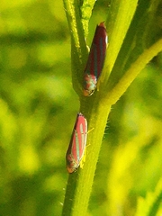 Graphocephala coccinea coccinea