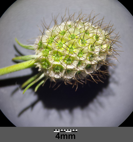 Cream Scabious