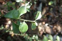 Gymnosporia harveyana harveyana