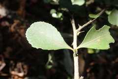 Gymnosporia harveyana harveyana