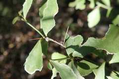 Gymnosporia harveyana harveyana