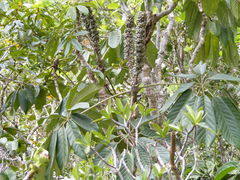 Sciodaphyllum troyanum