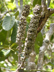 Sciodaphyllum troyanum