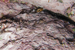 Bellapiscis lesleyae