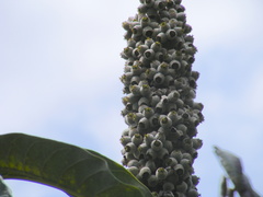 Sciodaphyllum troyanum