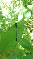 Leptogomphus sauteri formosanus