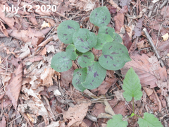 Smilax nipponica