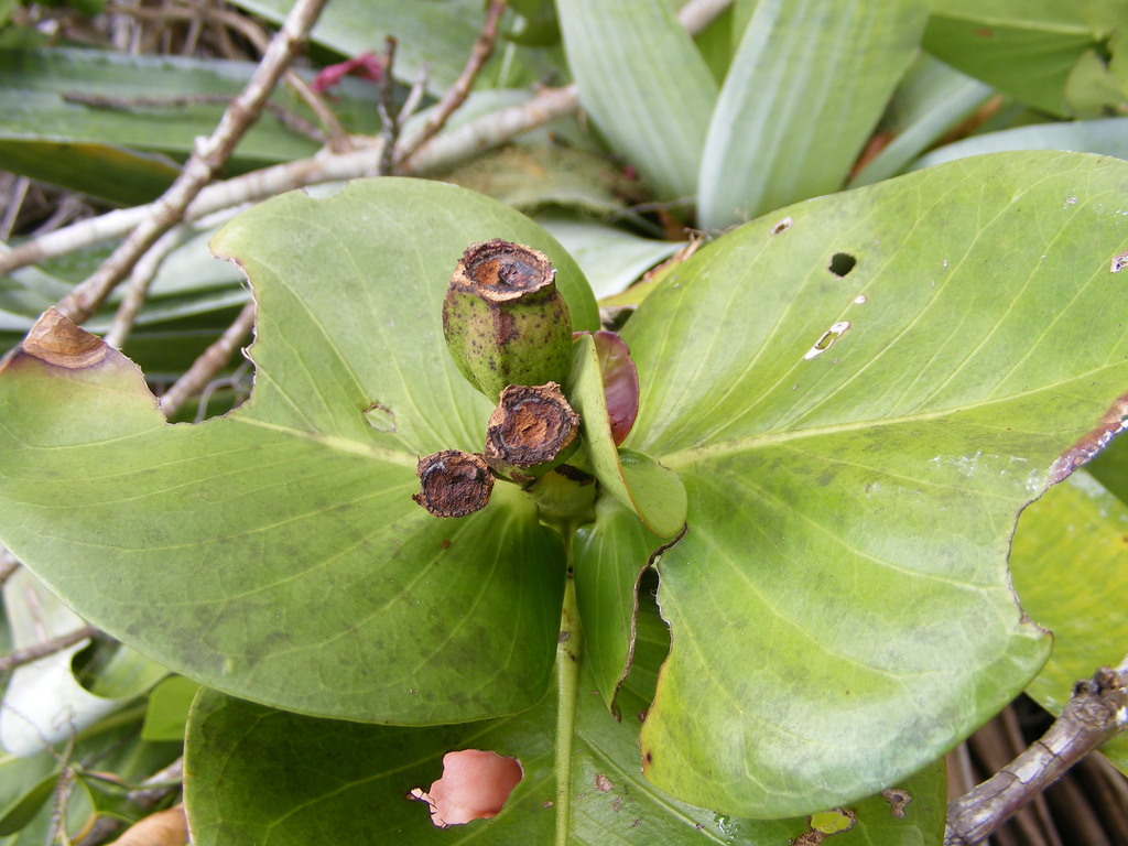 Portlandia harrisii