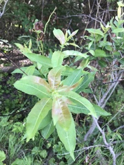 Salix pyrifolia