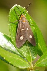 Dysauxes famula