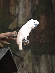 Cacatua moluccensis
