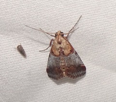 Cacozelia basiochrealis